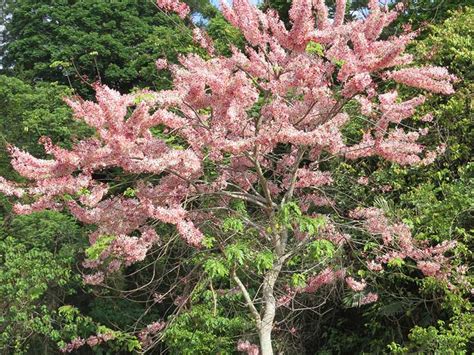 開花樹